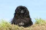 PEKINOIS 068